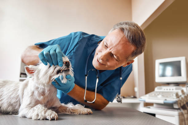 Best Emergency X-Rays and Diagnostics in Glasgow, DE